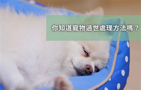 動物死了如何處理|寵物過世怎麼處理？4件事千萬要避免，才能讓毛小孩。